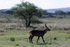 Kenya - Tanzanie - Parc National du Serengeti - Cobe à croissant
