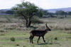 Kenya - Tanzanie - Parc National du Serengeti - Cobe  croissant