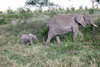 Kenya - Tanzanie - Parc National du Serengeti - Elphanteau et sa Maman