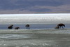 Kenya - Tanzanie - Cratère du Ngorongoro - Hyènes tachetées