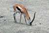 Kenya - Tanzanie - Cratre du Ngorongoro - Gazelle de Thomson