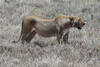 Kenya - Tanzanie - Cratre du Ngorongoro - Lionne rassasie