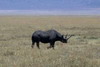Kenya - Tanzanie - Cratère du Ngorongoro - Rhinocéros noir