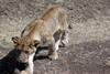 Kenya - Tanzanie - Cratère du Ngorongoro - Lionceau