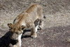 Kenya - Tanzanie - Cratre du Ngorongoro - Lionceau