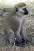 Kenya - Tanzanie - Cratre du Ngorongoro - Singe vervet