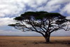 Kenya - Tanzanie - Parc National d'Amboseli - Acacia devant le Kilimandjaro