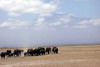 Kenya - Tanzanie - Parc National d'Amboseli - Troupeau d'lphants devant le Kilimandjaro