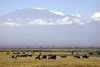 Kenya - Tanzanie - Parc National d'Amboseli - Gnous et zèbres au pied du Kilimandjaro