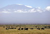 Kenya - Tanzanie - Parc National d'Amboseli - Gnous et zbres au pied du Kilimandjaro