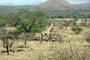 Kenya - Tanzanie - Parc National de Tsavo Ouest - Girafe Masaï