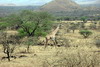 Kenya - Tanzanie - Parc National de Tsavo Ouest - Girafe Masa