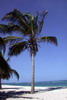 Kenya - Tanzanie - Tiwi Beach - Lagon et cocotiers