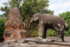 Cambodge - Temple Bakong - Elphant et tour