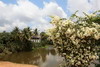 Cambodge - Temple Bakong - Bougainvillers devant les douves