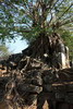 Cambodge - Temple Chao Srei Vibol - Ruines dans la vgtation