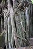 Cambodge - Temple Beng Mealea - La nature reprend ses droits