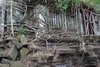 Cambodge - Temple Beng Mealea - Racines et barreaux de fentres