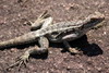 Madagascar - Parc National d'Andringitra - Un lzard au sommet du 'Camlon'