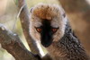 Madagascar - Parc National de l'Isalo - Lmur  front roux (Eulemur fulvus rufus)