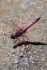 Madagascar - Parc National de l'Isalo - Libellule