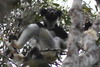 Madagascar - Parc National Mantadia (Andasib) - Indri indri