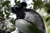 Madagascar - Parc National Mantadia (Andasibé) - Indri indri