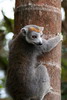 Madagascar - Parc du Palmarium - Lémur couronné (Eulemur coronatus) femelle