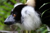 Madagascar - Parc du Palmarium - Vari noir et blanc (Varecia variegata variegata)