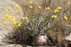 Madagascar - Parc National de l'Isalo - Pachypodium rosalatum (pied d'lphant)