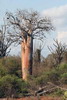 Madagascar - Ifaty - Baobab et euphorbes