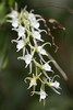 Madagascar - Parc du Palmarium - Orchide