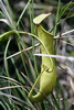 Madagascar - Parc du Palmarium - Nepenthes (plante carnivore)