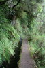 Randonne  Madre - Queimadas - Chemin le long de la levada