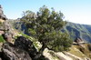 Randonne  Madre - Pico Ruivo - Bruyre arborescente