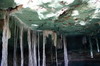 Mexique - Cenote Kankirixche - Plafond et racines
