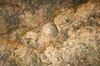 Mexique - Peba - Fossiles de coquillages