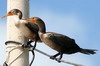 Mexique - Campeche - Cormorans  aigrettes