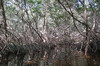 Mexique - Campeche - Les mangroves