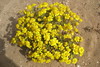 Maroc - Trajet Tamri - Tildi - Fleurs jaunes