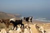 Maroc - Timzguida Ouftass - Chèvres au dessus de la plage