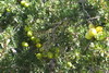 Maroc - Timzguida Ouftass - Fruits de l'arganier