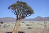 Namibie -  - Le kokerboom (arbre  carquois)