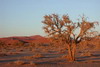 Namibie - Sossusvlei - Lever de soleil