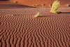 Namibie - Sossusvlei - Rides de sable