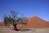 Namibie - Sossusvlei - Arbre et dune du Namib