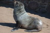 Namibie - Cape Cross - Otarie  fourrure