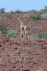 Namibie - Damaraland - Girafe