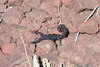 Namibie - Damaraland - Un scorpion