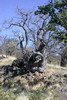 Namibie - Damaraland - Un baobab